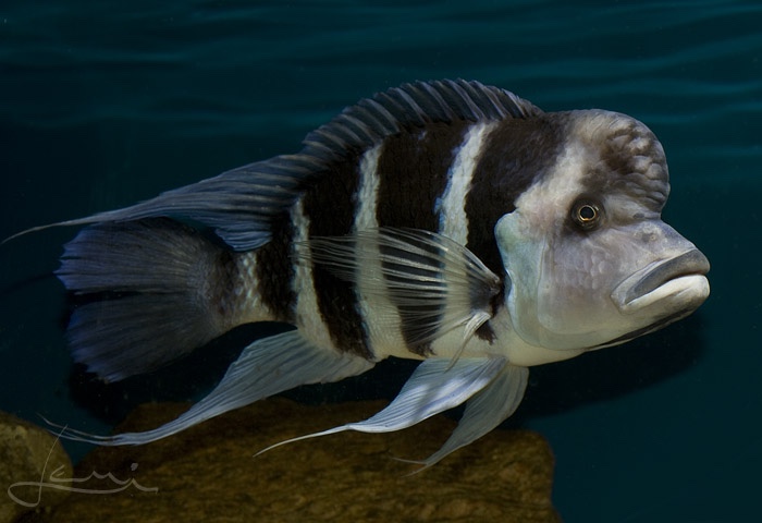 Cyphotilapia gibberosa 'Kitumba'